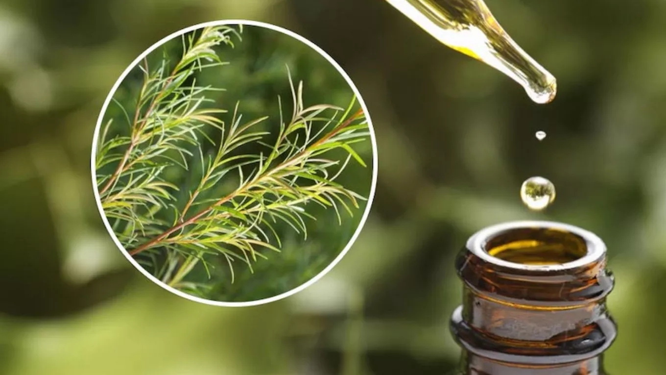 روغن درخت چای