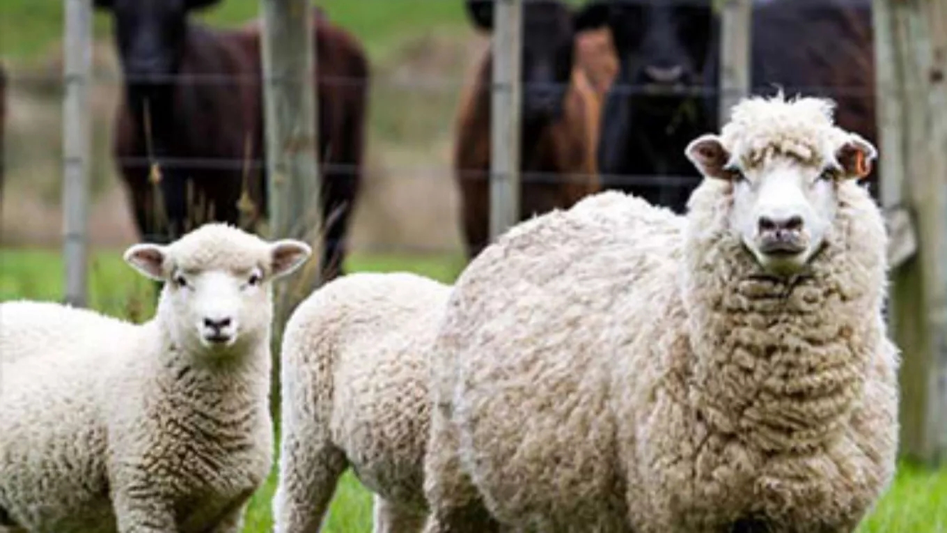Important points to consider in raising sheep