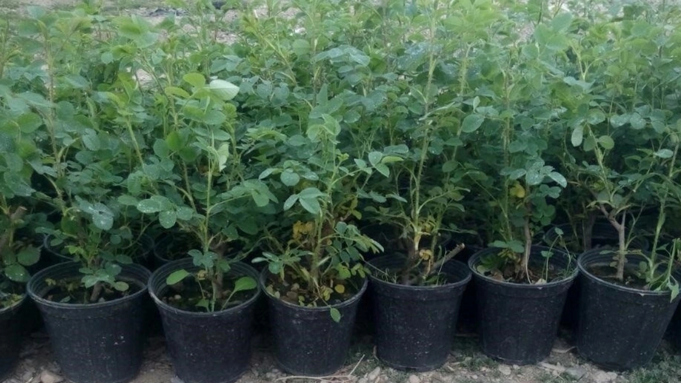 Price list of potted seedlings 1402