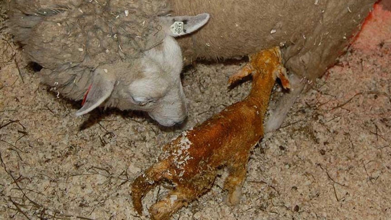 Q fever disease