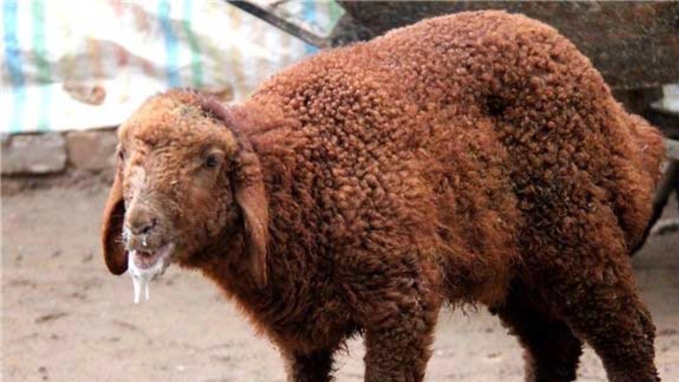 Familiarity with foot and mouth disease