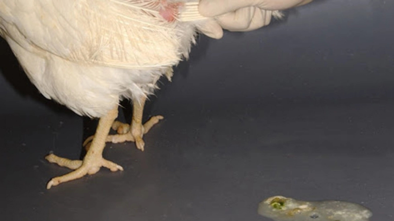 Coccidiosis disease