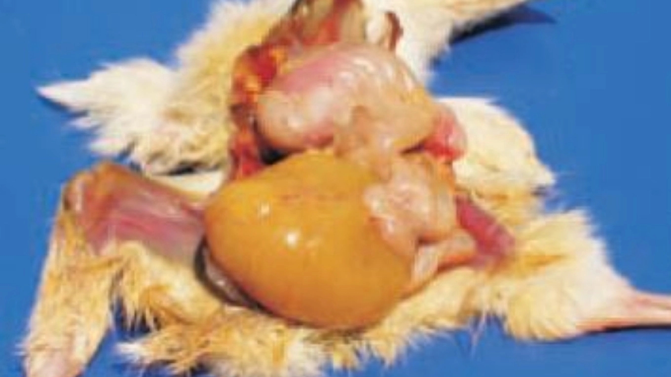 Yolk sac infection