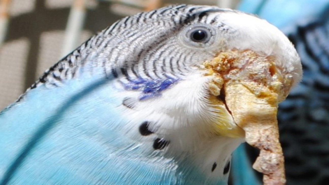 Parasitic diseases and food poisoning