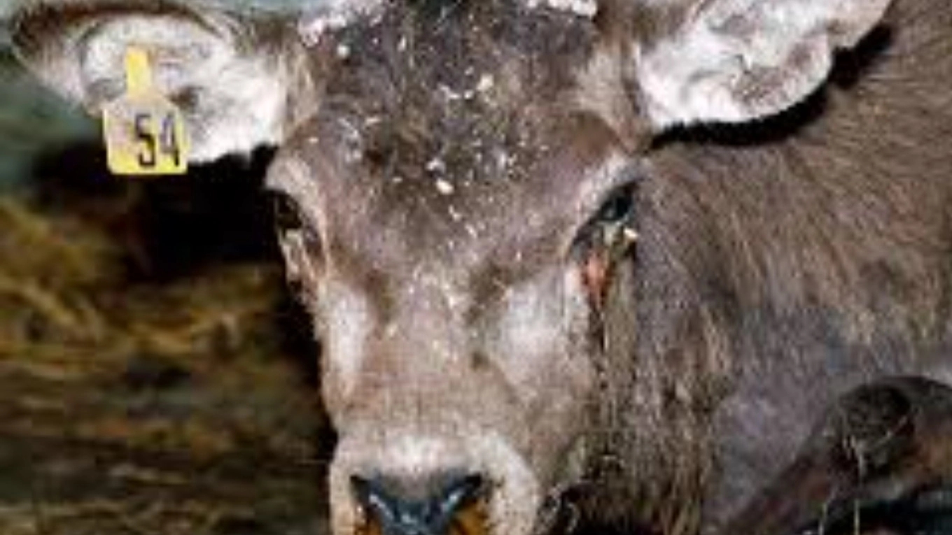 Familiarity with rinderpest disease