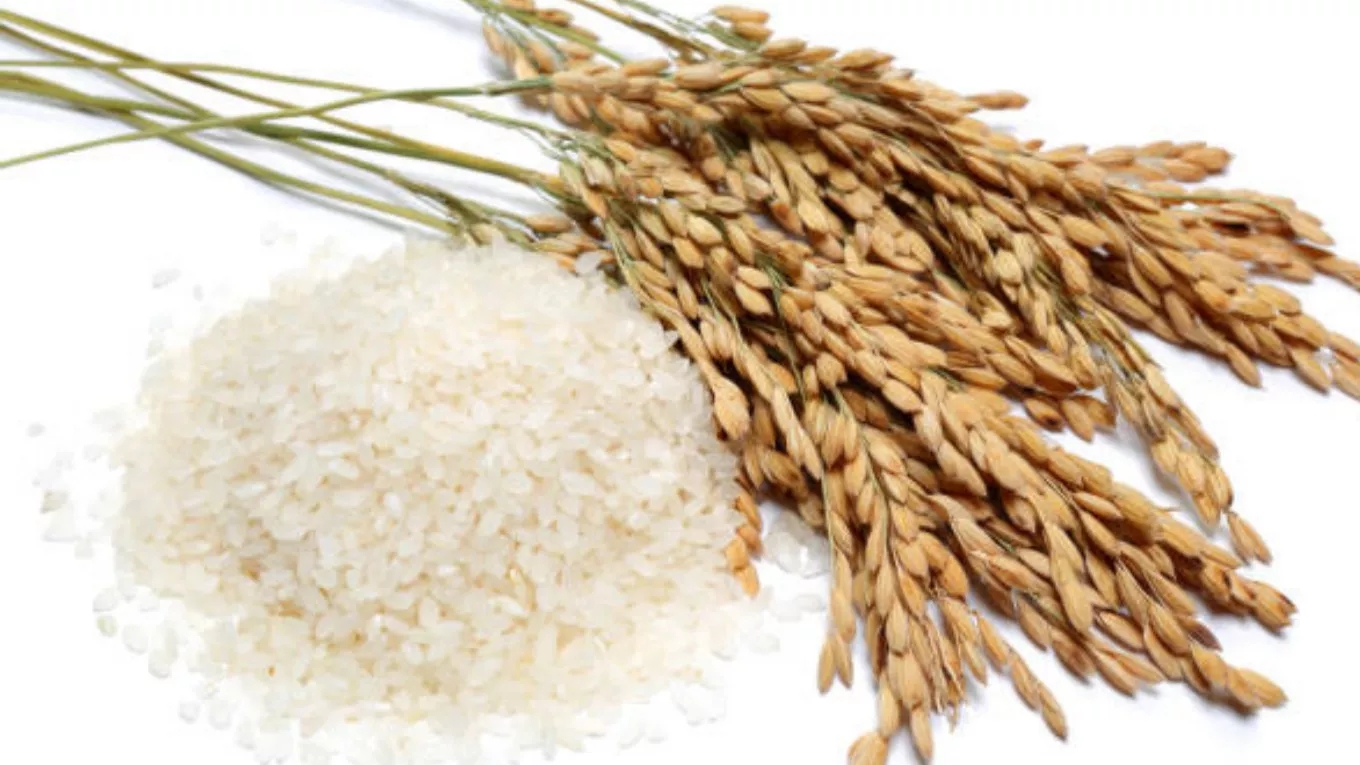 Steps of rice production in the factory