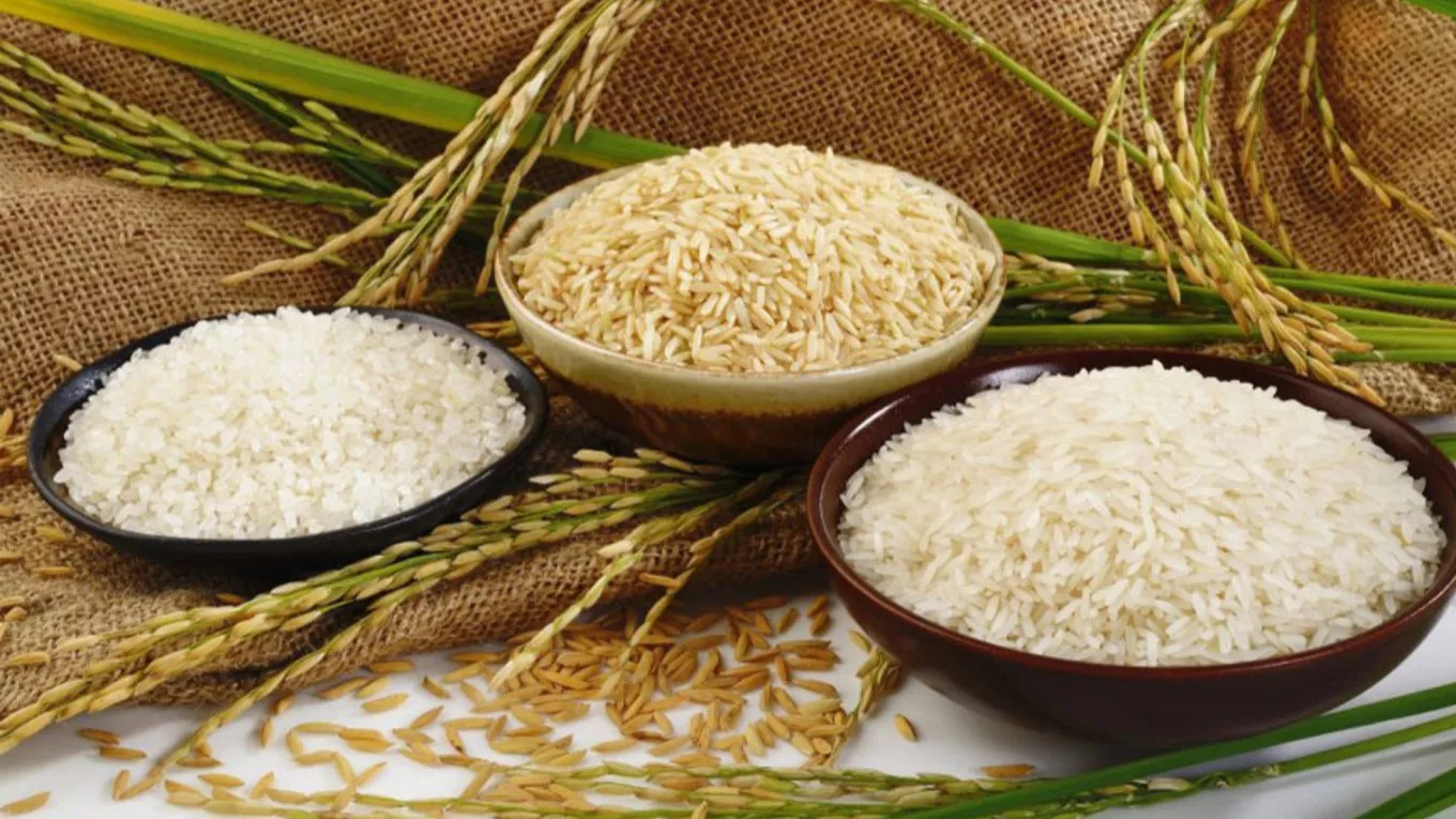 Getting to know the types of Iranian rice