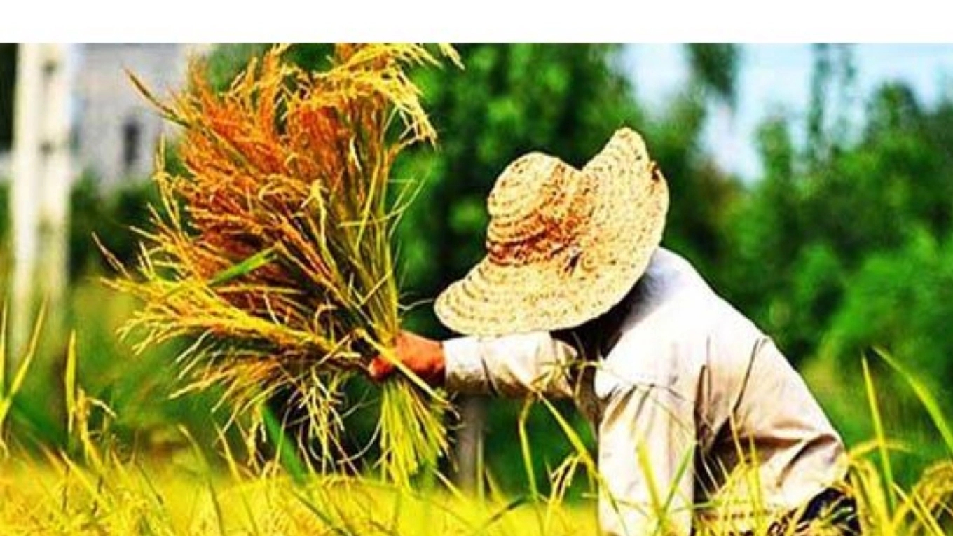Iranian rice