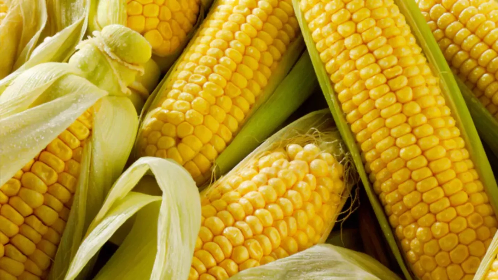 Important recommendations for planting corn