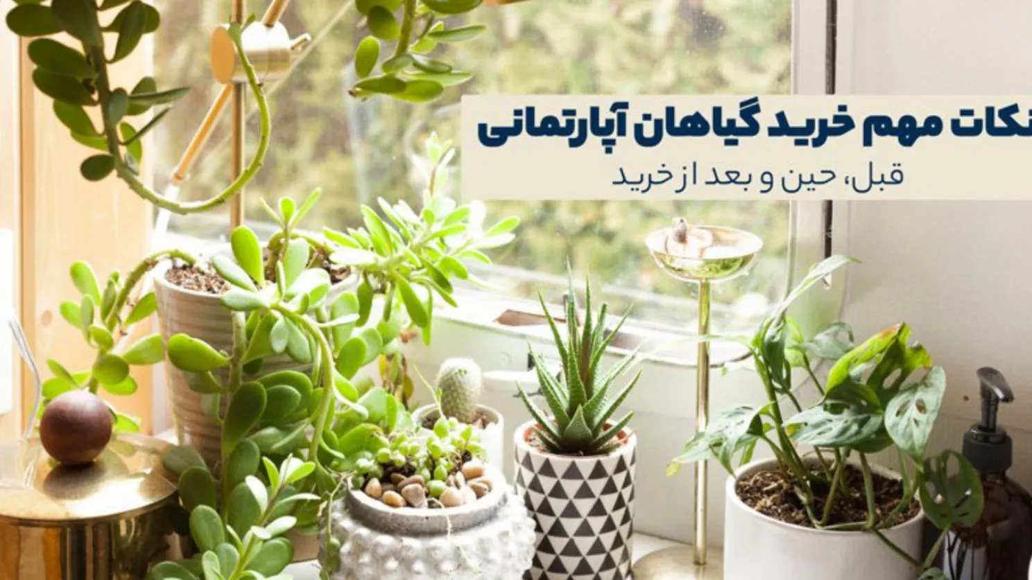 Tips for buying houseplants