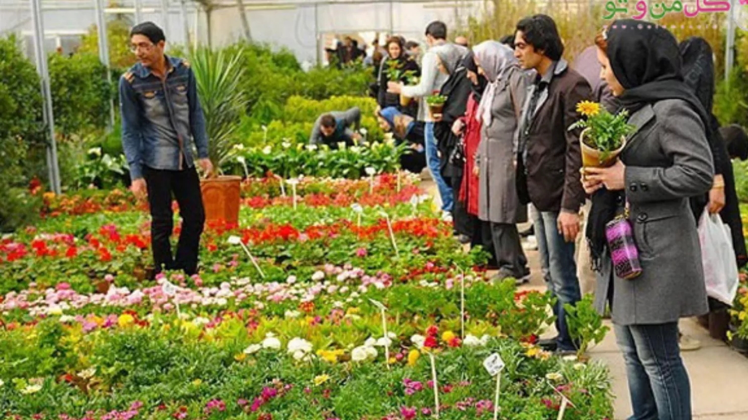 نکات خرید گیاهان آپارتمانی