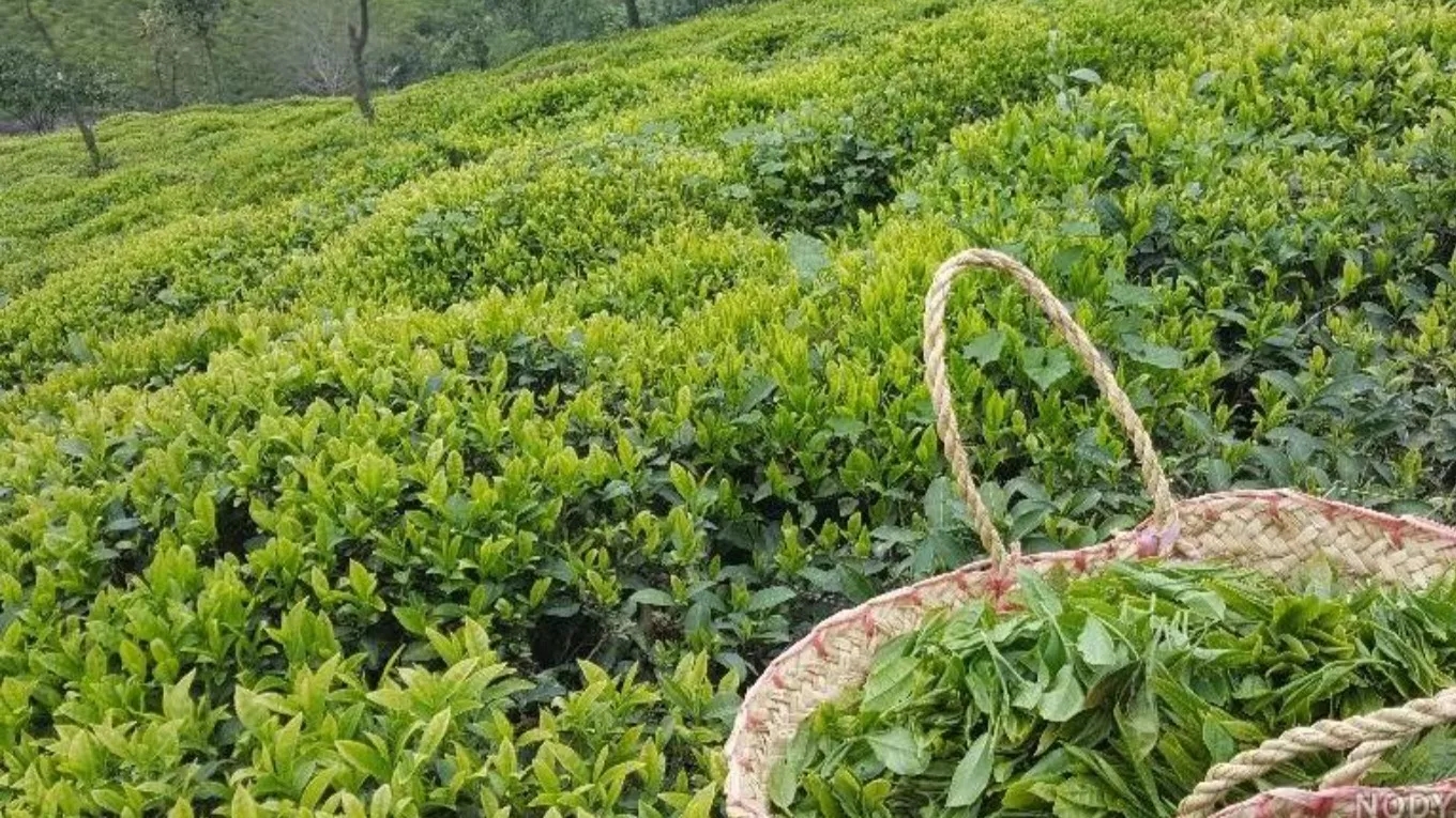 The incredible properties of spring tea