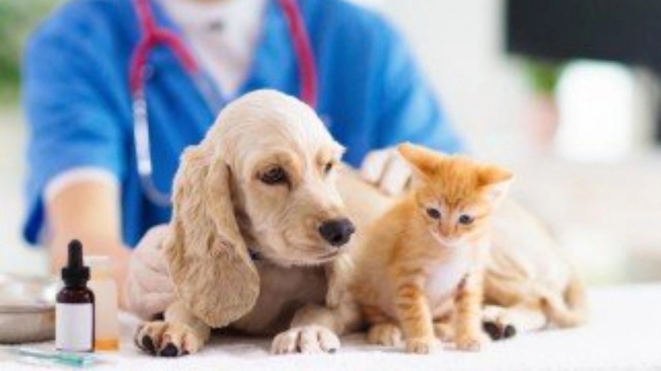 Everything about the veterinary clinic