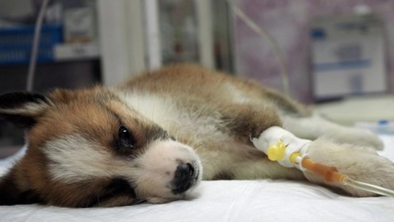 Types of autoimmune diseases of dogs