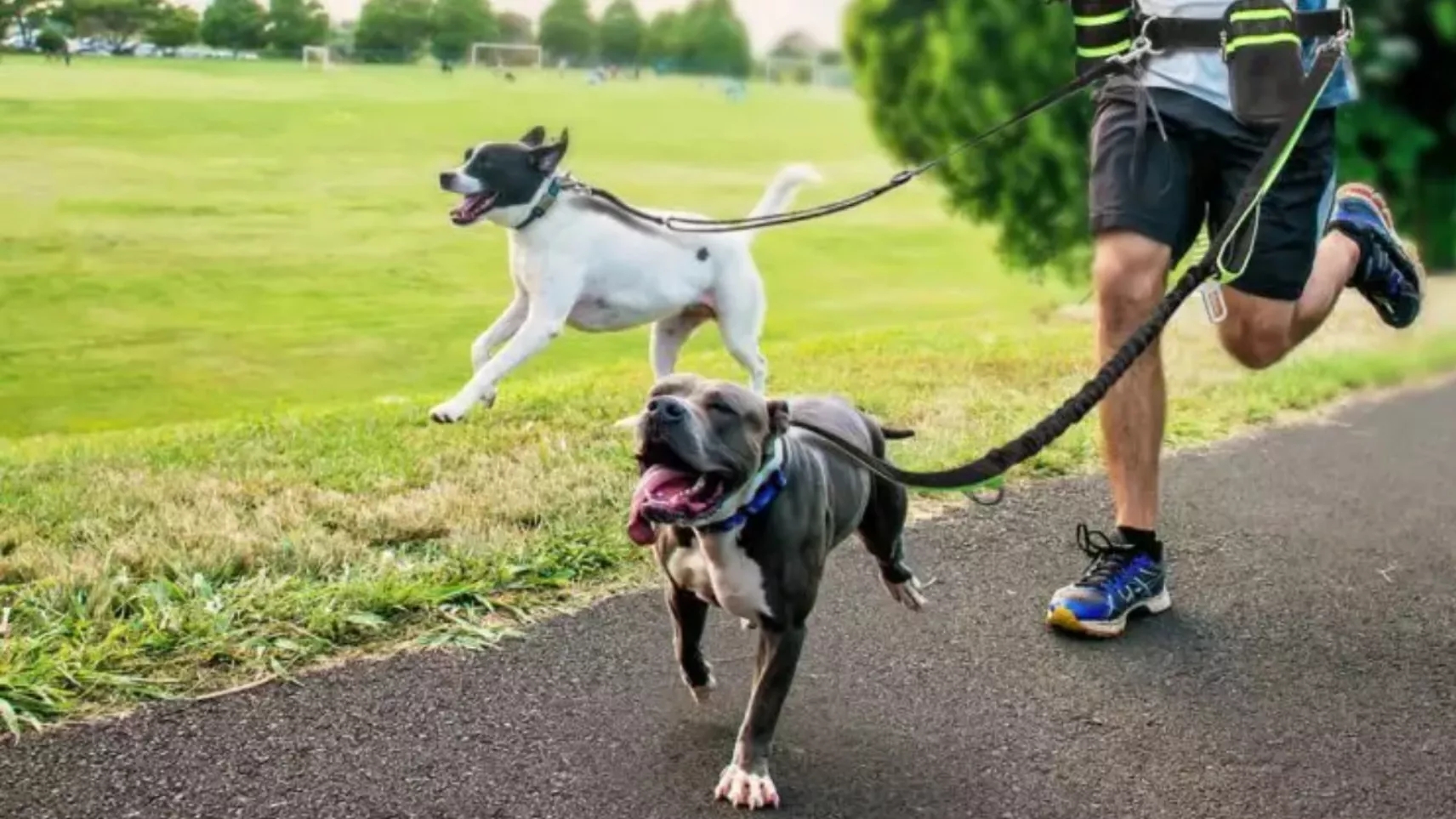 8 types of dog collars