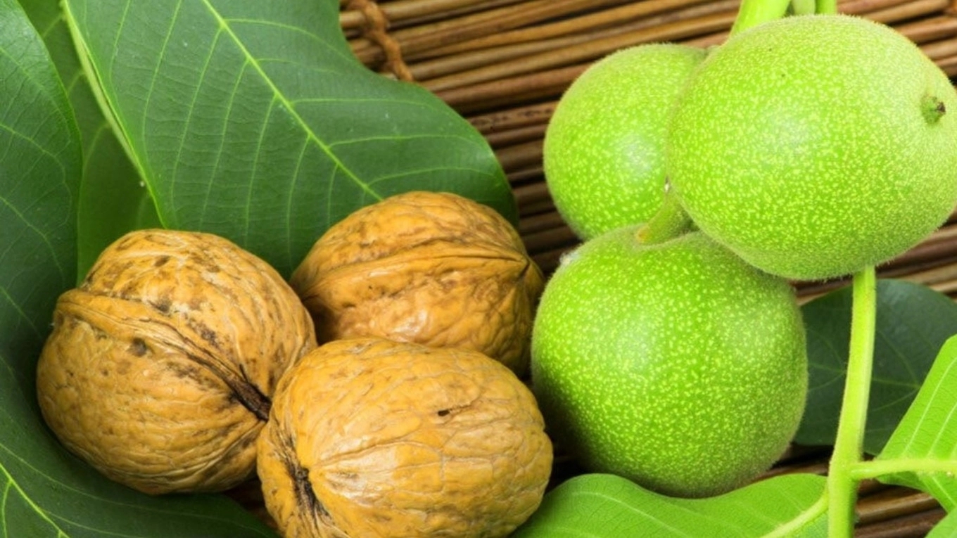 Walnut seedlings of the Iranian nursery in Malair Hamadan