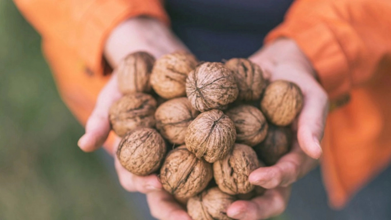 Types of walnut seedlings