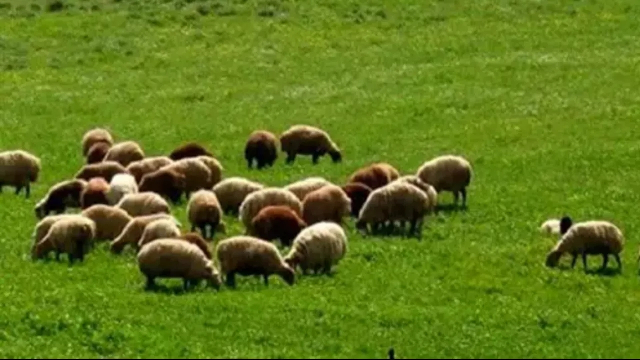 Healthy livestock + ways to identify healthy livestock