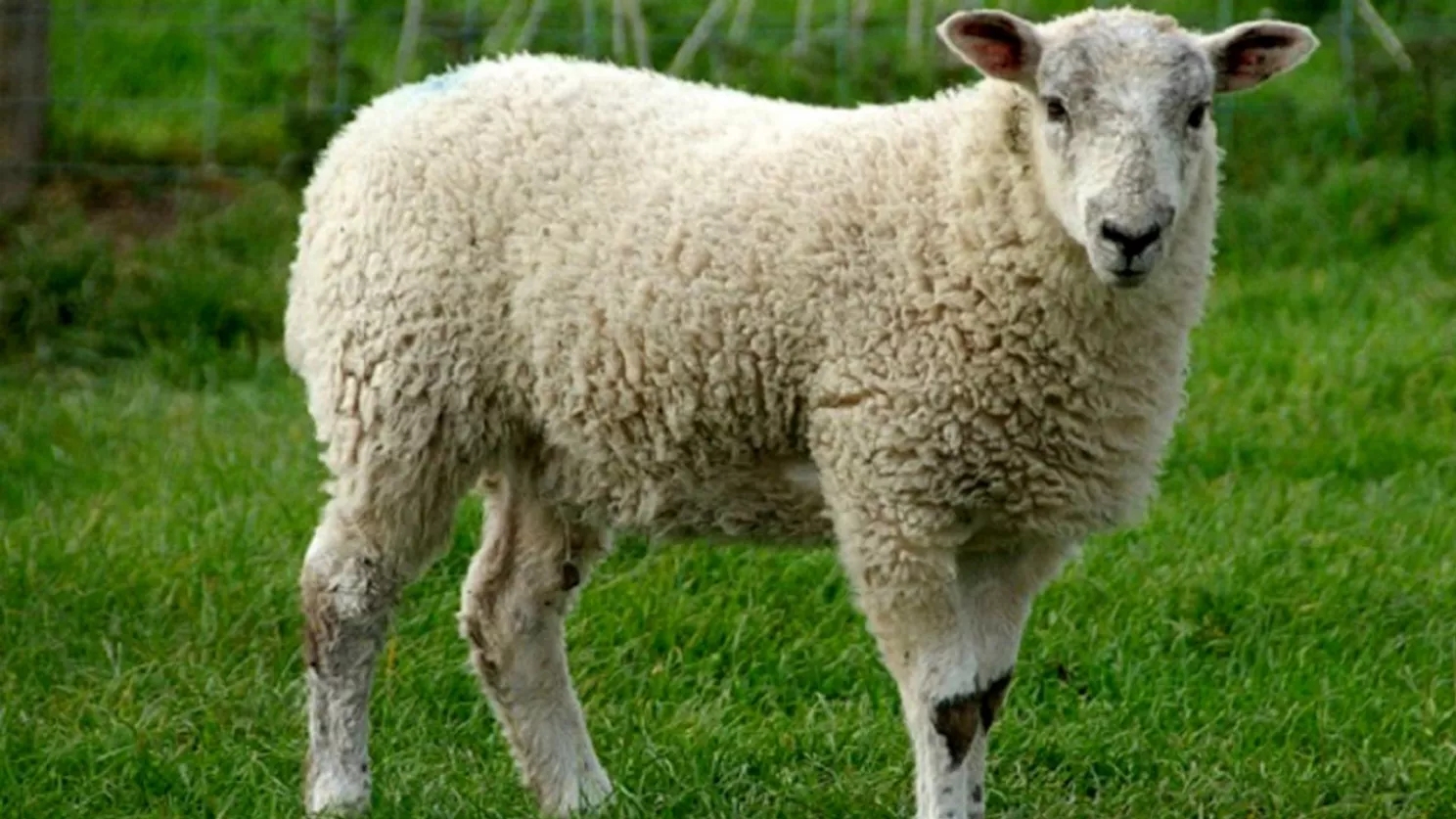 Properties and characteristics of sheep meat and products