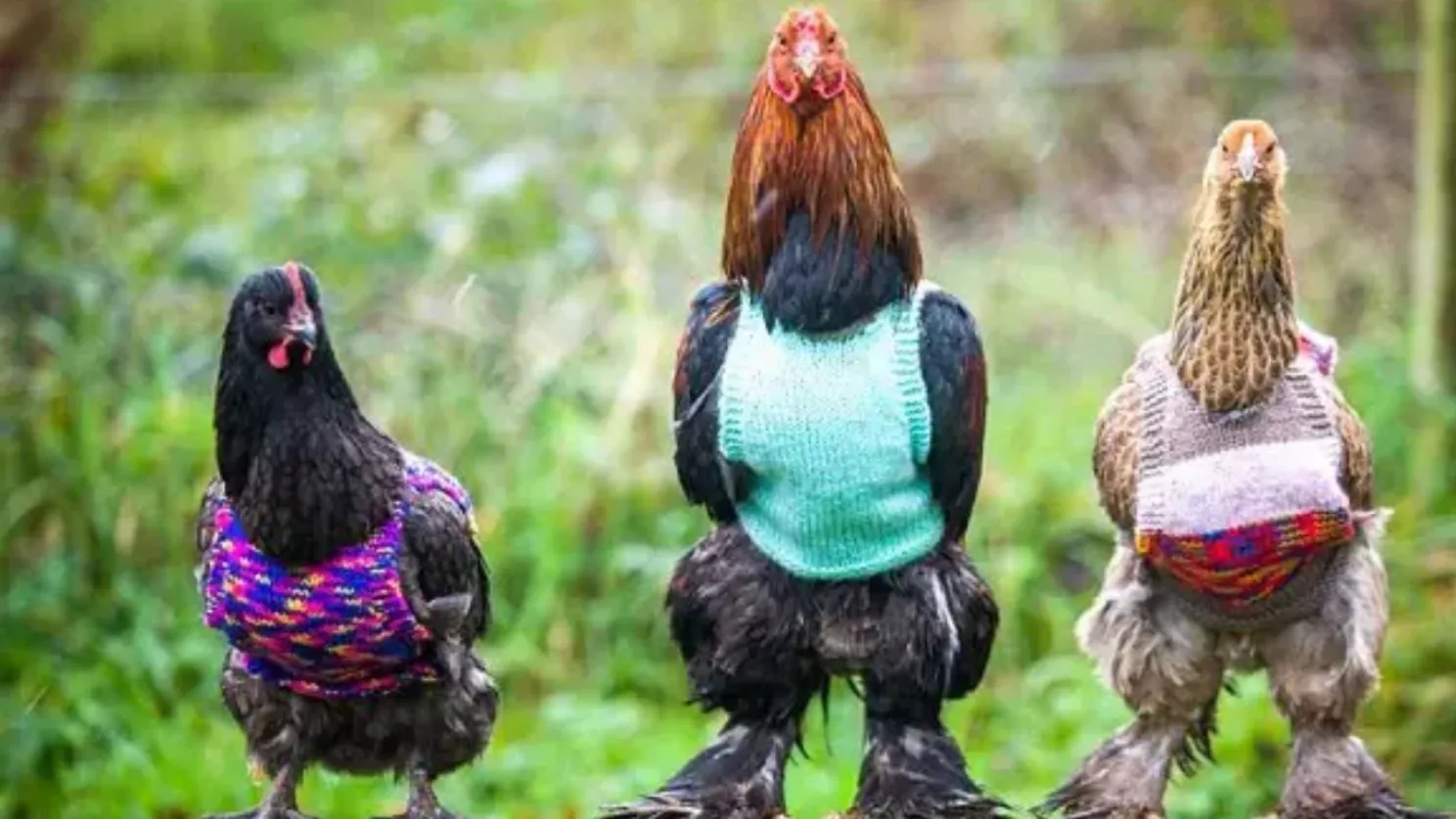 7 important properties of chicken and rooster meat for health