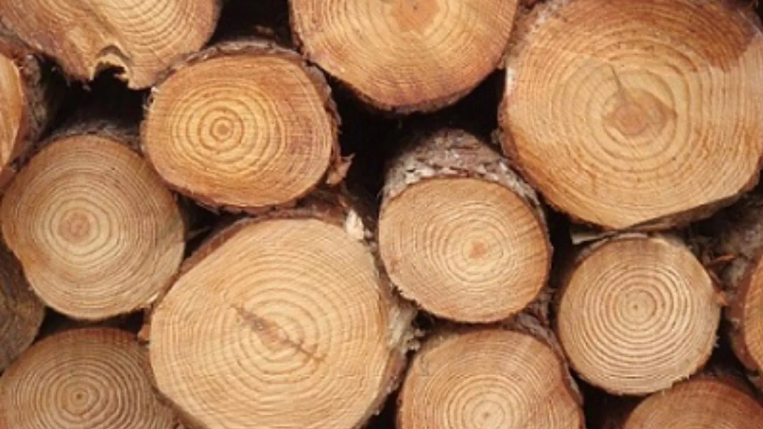 All about beech wood