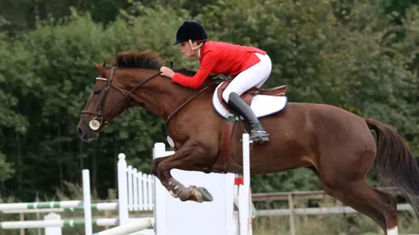 All information about horse jumping competition