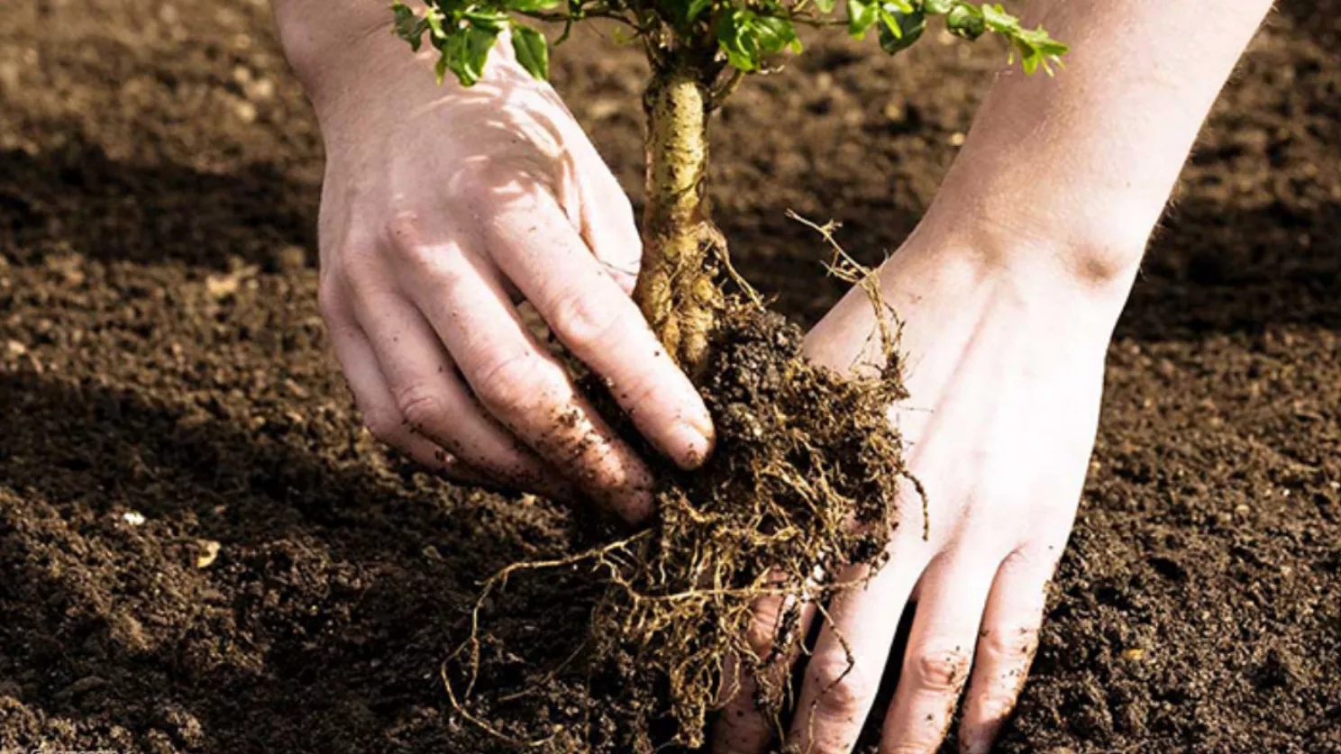 The best time and the best way to plant seedlings