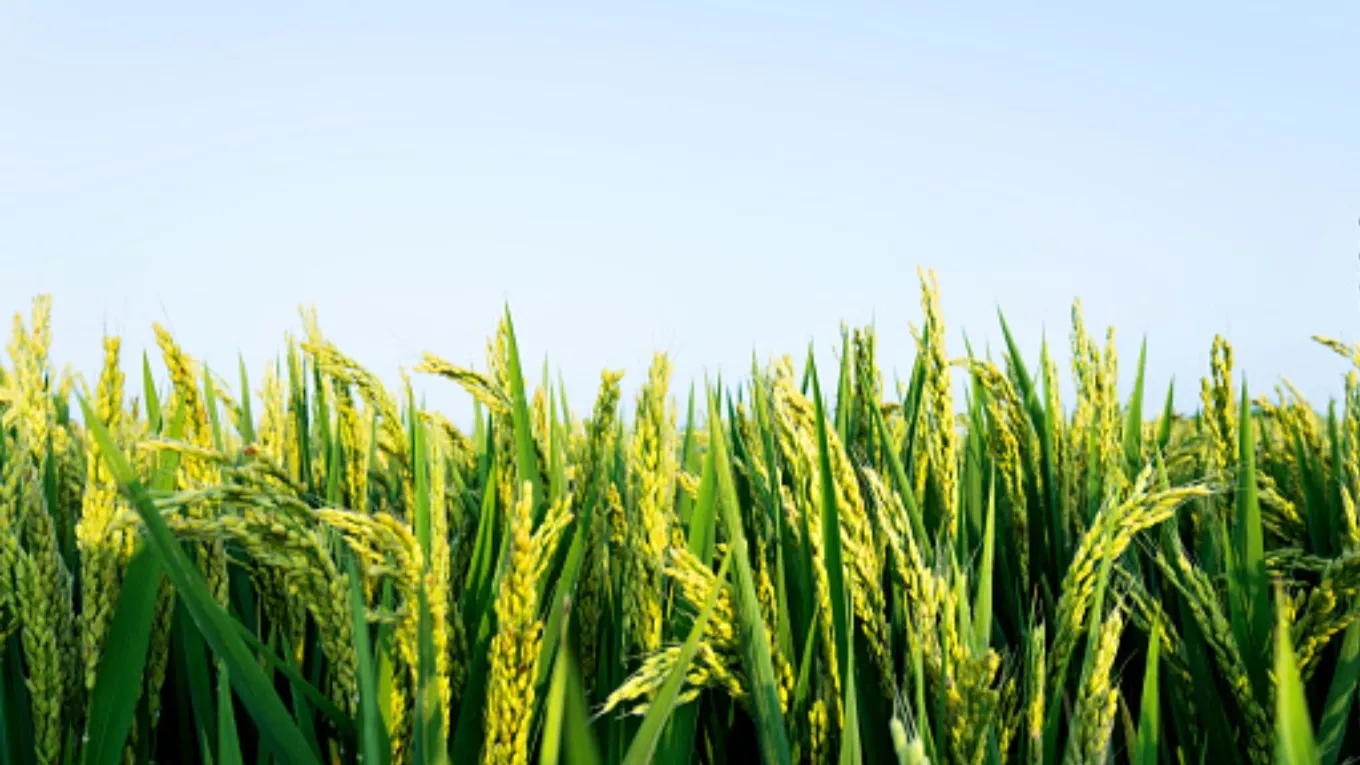 Steps of planting rice
