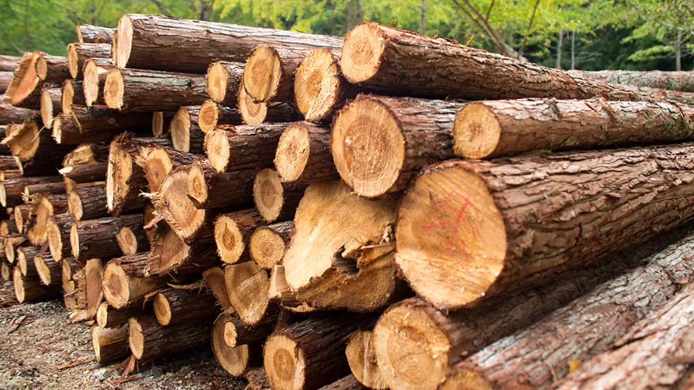 Suitable wood for turning art