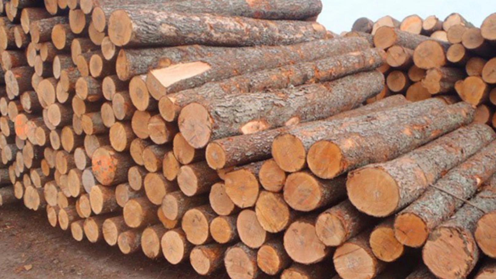 Learn about wood and the history of wood industry