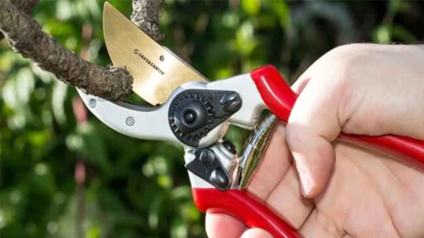 Getting to know the types of gardening shears