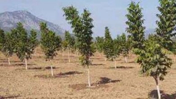 The principles of planting seedlings in the main land