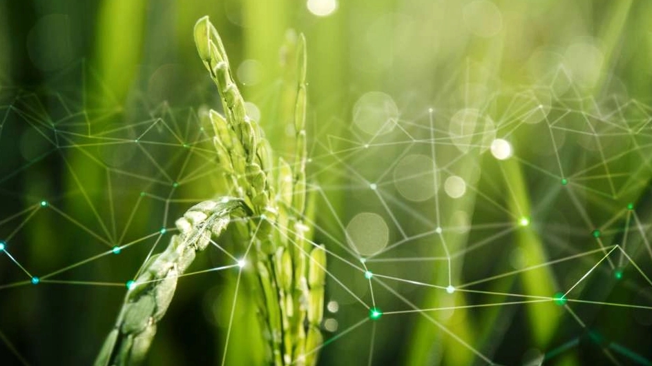 What is phytoalexin?