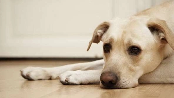 Leptospirosis disease