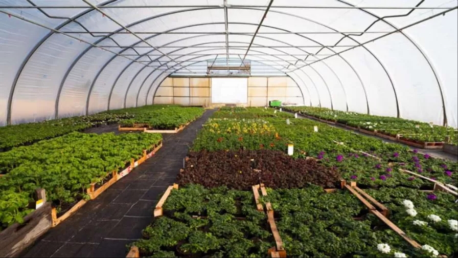 Requirements for the establishment of a greenhouse