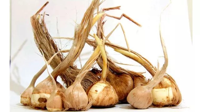 What are the characteristics of a good saffron onion?