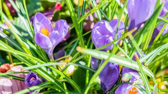 How to plant saffron