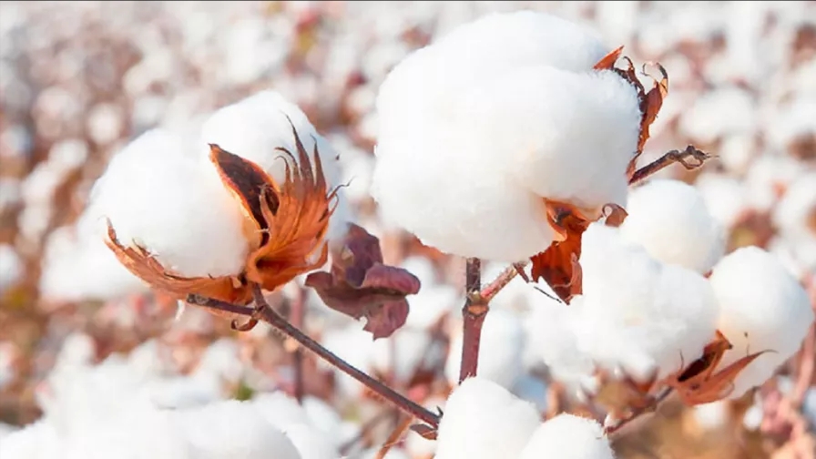 How to care for cotton flowers