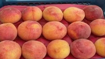 کاربرد و مزایای استفاده از شانه میوه