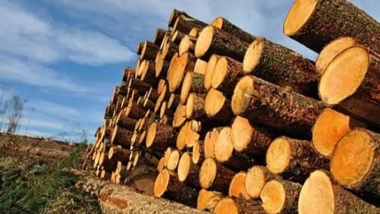 Wood industry and wood processing methods
