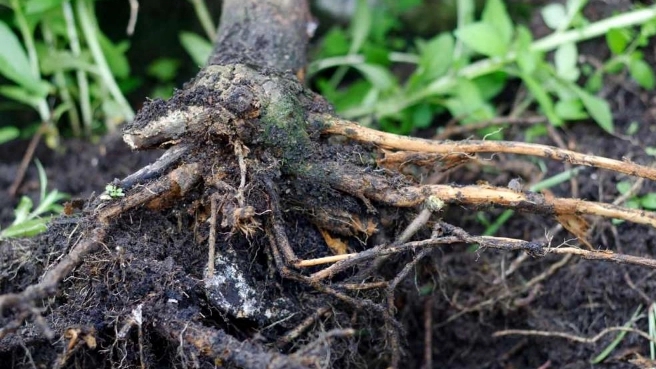 Treatment of tree rot