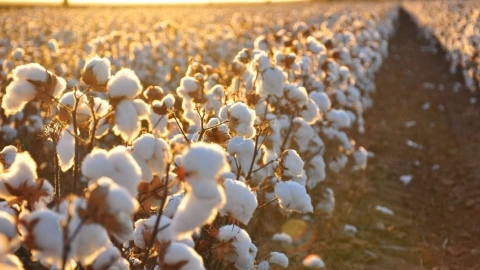 Effect of liquid sulfur on cotton
