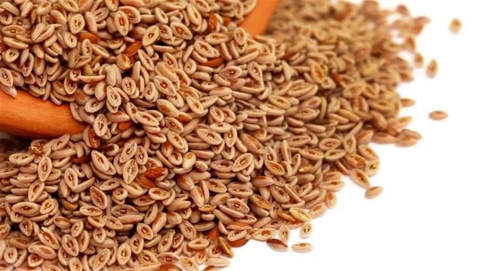 مقدمة من أربع بيضات
