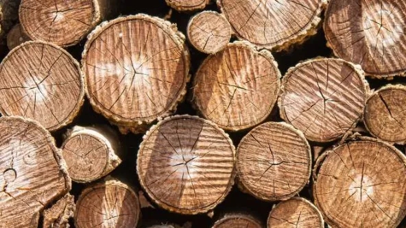 Why is walnut wood valuable?