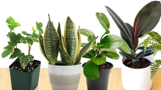 Wholesale sale of flowers and plants, flower plant collection in Gohardasht Karaj