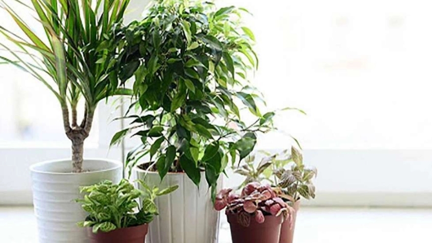 7 plants resistant to low light