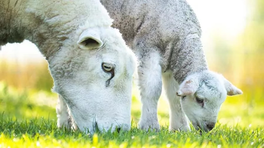 Buying sacrificial sheep
