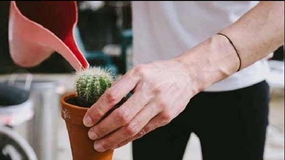 روش نگهداری کاکتوس