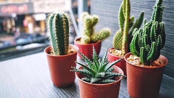 روش نگهداری کاکتوس