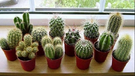 How to keep cactus